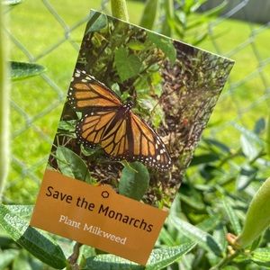 Milkweed Seeds for Monarch Butterflies 🦋